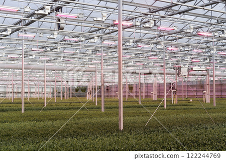 Large greenhouse interior with rows of plants Large greenhouse interior with rows of plants 122244769