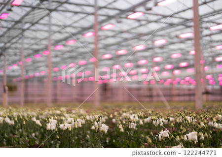 Orange flowers blooming under pink lights in a greenhouse Orange flowers blooming under pink lights in a greenhouse 122244771
