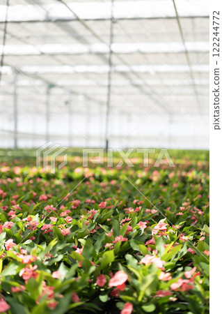 Wide view of greenhouse with pink lights and green plants 122244772
