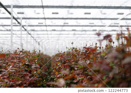 Red flowers in greenhouse with roof detail 122244773