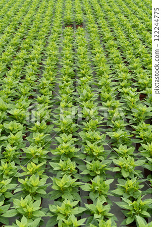 Symmetrical pattern of green plants in a greenhouse 122244775