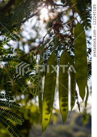 Albizia julibrissin, seeds in a pod in the sunshine, Greece Albizia julibrissin, seeds in a pod in the sunshine, Greece 122245189