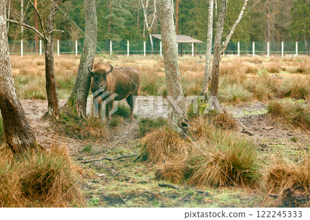European Bison Standing Among Woodland Trees. 122245333