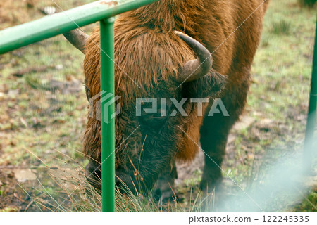 European Bison Eating Behind Green Fence. European Bison Eating Behind Green Fence. 122245335