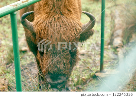 Close-Up of European Bison Behind Fence. 122245336