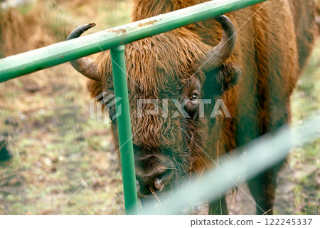 Close-Up of European Bison Behind Fence. 122245337