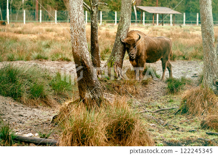 European Bison Resting Against Forest Tree. 122245345