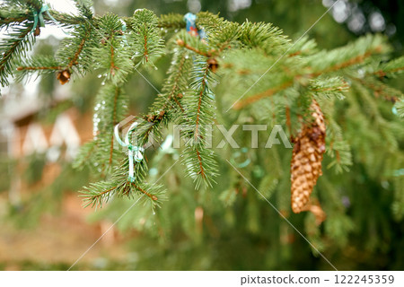 Pine Branch with Ribbons and Raindrops. Pine Branch with Ribbons and Raindrops. 122245359