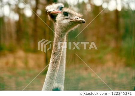 Close-Up of Two Ostriches in Forest Habitat. 122245371