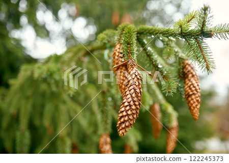 Close-Up of Evergreen Branch with Pine Cones. 122245373