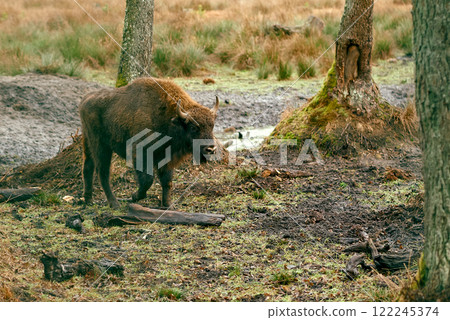 Close-Up of a European Bison in Forest. Close-Up of a European Bison in Forest. 122245374