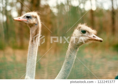 Two Ostriches in a Natural Forest Habitat. Two Ostriches in a Natural Forest Habitat. 122245377