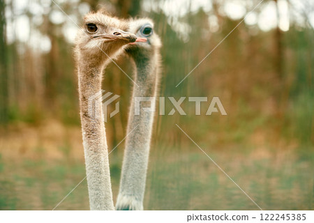 Two Ostriches in Natural Woodland Setting. 122245385