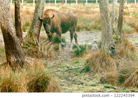European Bison Standing Between Forest Trees. 122245394