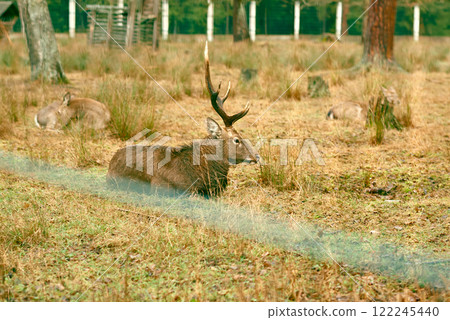 Deer Resting in a Grassy Wildlife Habitat. Deer Resting in a Grassy Wildlife Habitat. 122245440