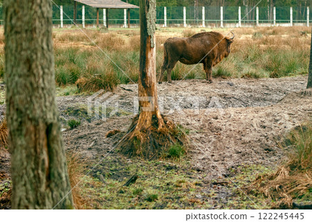 European Bison Standing in Open Grassland. European Bison Standing in Open Grassland. 122245445