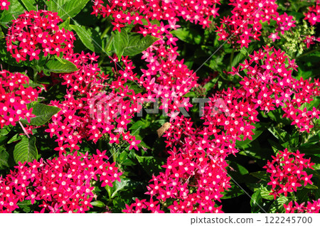 Red flowers of Pentas lanceolata. Red flowers of Pentas lanceolata. 122245700