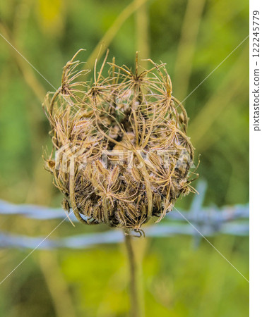 dried solitary flower dried solitary flower 122245779