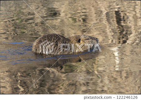 Nutria swimming in a winter river Nutria swimming in a winter river 122246126