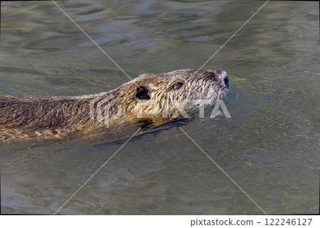 Nutria swimming in a winter river 122246127