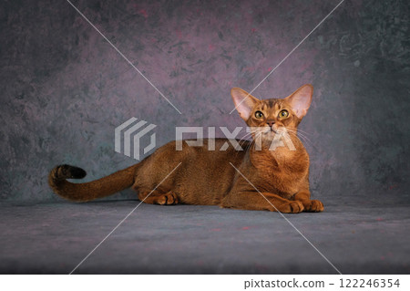 A large red Abyssinian cat lies on a beautiful background. A large red Abyssinian cat lies on a beautiful background. 122246354