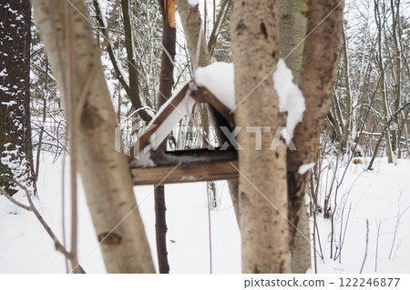 Hanging homemade feeder or platform for feeding birds and squirrels in winter and spring during hungry times. Feeders for birds and squirrels in a forest or city park. Hanging homemade feeder or platform for feeding birds and squirrels in winter and spring during hungry times. Feeders for birds and squirrels in a forest or city park. 122246877