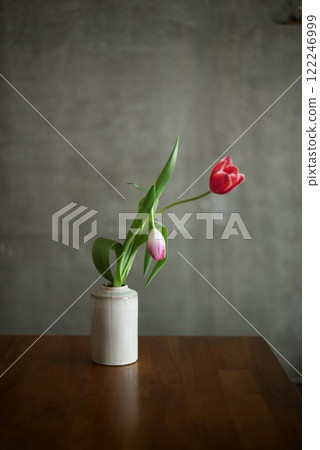 Broken Tulip Broken Tulip 122246999
