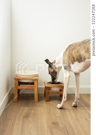 Whippet dog eating from stylish pet feeding bowls 122247168