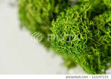 Preserved moss close-up texture Preserved moss close-up texture 122247233