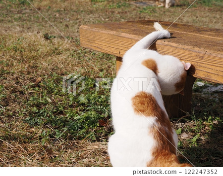 貓咪們在貓窩裡天真地玩耍 貓咪們在貓窩裡天真地玩耍 122247352