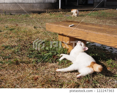 Cats playing innocently in a cat colony Cats playing innocently in a cat colony 122247363