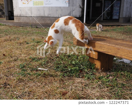 貓咪們在貓窩裡天真地玩耍 122247371