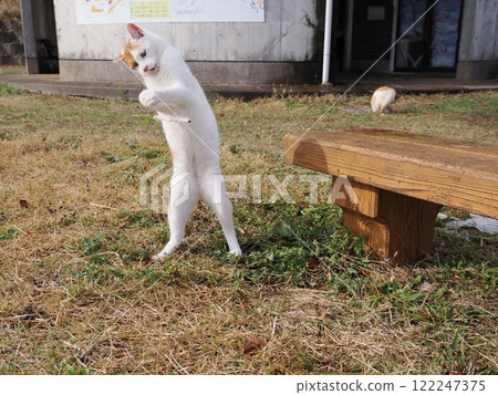 Cats playing innocently in a cat colony Cats playing innocently in a cat colony 122247375
