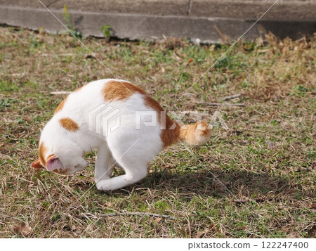 Cats playing innocently in a cat colony 122247400