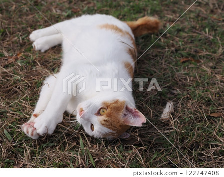 Cats playing innocently in a cat colony 122247408