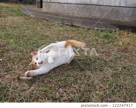 Cats playing innocently in a cat colony 122247417