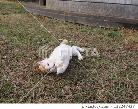 Cats playing innocently in a cat colony Cats playing innocently in a cat colony 122247427
