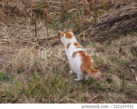 Cats playing innocently in a cat colony 122247432