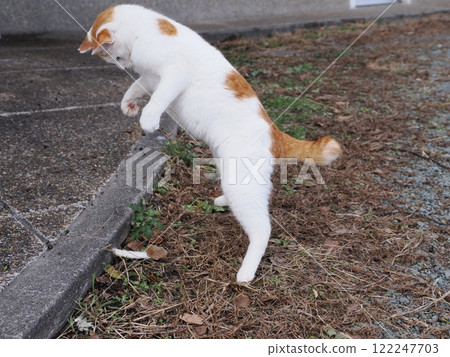 貓咪們在貓群裡天真地玩耍，可愛的臉孔 122247703