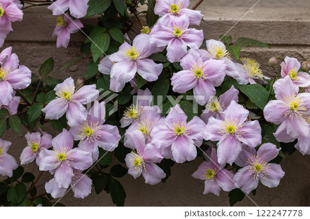花園裡美麗而芬芳的鐵線蓮梅烯花 花園裡美麗而芬芳的鐵線蓮梅烯花 122247778