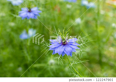 Close up of beautiful blue nigella flowers blooming in the garden Close up of beautiful blue nigella flowers blooming in the garden 122247901