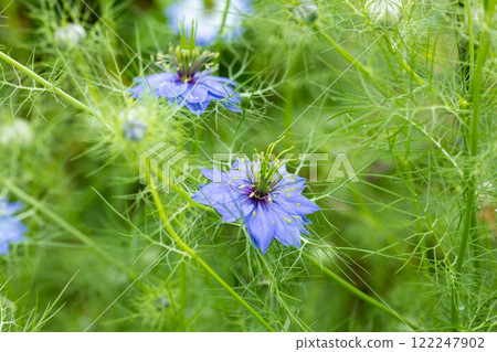 Close up of beautiful blue nigella flowers blooming in the garden Close up of beautiful blue nigella flowers blooming in the garden 122247902