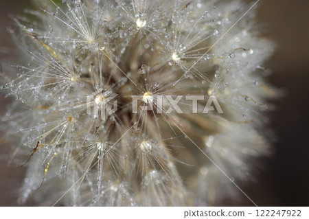 Dandelion fluff in the rain 122247922