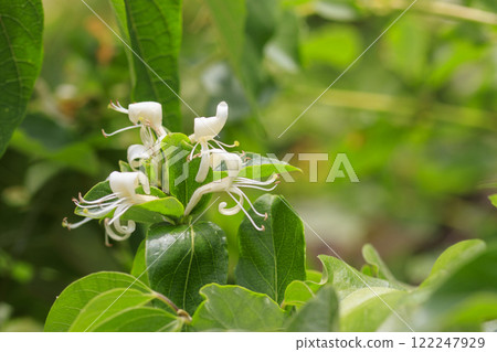 Honeysuckle flowers blooming in the spring forest 122247929