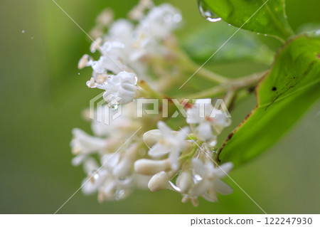 Spring forest scenery: Rain-soaked Japanese quince flowers 122247930