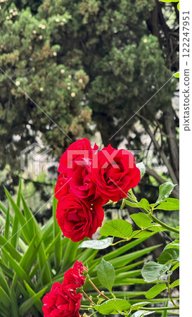 Close-Up of Vibrant Red Roses in a Natural Garden Setting 122247951