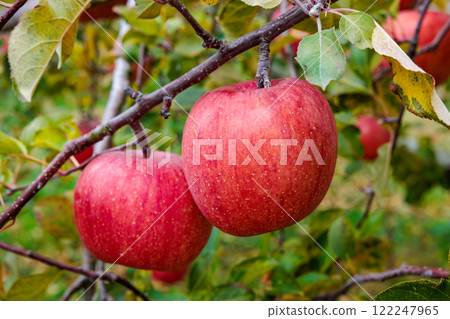Delicious Fuji apples ripening beautifully in the orchard 122247965