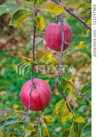 果園裡種植的美味富士蘋果 122247968