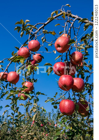 Delicious Shinano sweet apples ripened in the orchard 122248013
