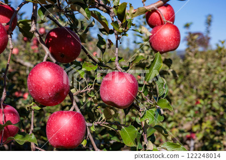 Delicious Shinano sweet apples ripened in the orchard 122248014